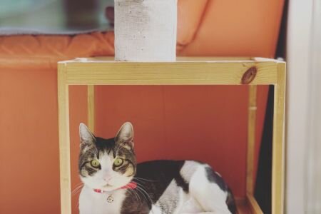 CatShop Hotel, Drumul Taberei, nr.1, Bucuresti,